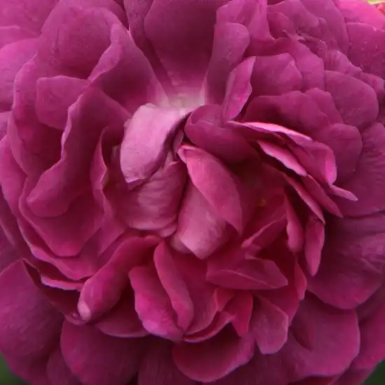 Comanda trandafiri online - Violet - trandafir gallica - trandafir cu parfum discret - Rosa Cardinal de Richelieu - Louis-Joseph-Ghislain Parmentier - Rezistă și în sol sărac nutritiv.